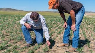 Conservation for the Future: Grazingland Monoculture Conversion, Stillwater County, MT