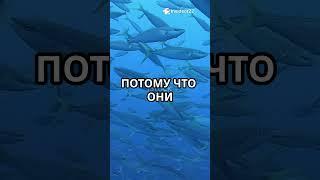 Почему тунец никогда не может остановиться 