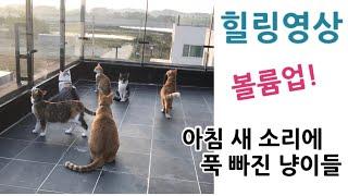 아침새와 고양이