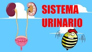  SISTEMA URINARIO | Estructura y funcionamiento |