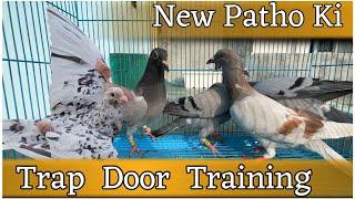 New Patho Ki Bhi Training Start | X Fighter Birds