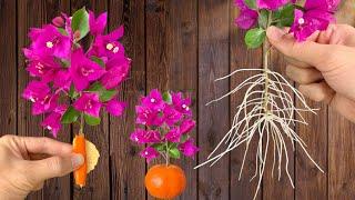 Nur Orangenschale! Papierblumen produzieren sofort 1001 neue Wurzeln und Blüten