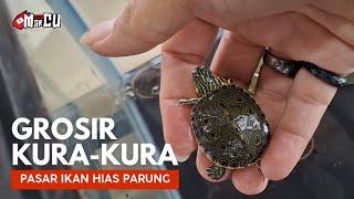 HARGA GROSIR KURA-KURA DI PASAR IKAN HIAS PARUNG || OKTOBER 2024