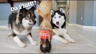 Huskies React To Coca Cola & Mentos Experiment!