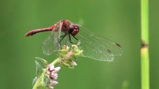 Ruddy Darter rests on flower 