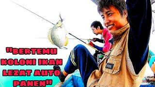 Ketemu koloni ikan lezat..auto panen!!!..1 jam udang habis