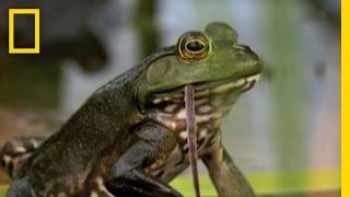 Bullfrogs Eat Everything | National Geographic