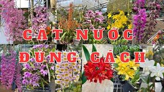 Cắt nước hoa lan như thế nào là đúng cách?