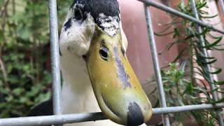 Cute neighborhood ducks saying "hello"