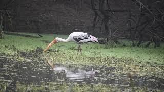 Birds at Sultanpur National Park(Ramsar Site) 2024