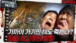 [미스터리 노트] 가까이 가기만 해도 죽는다? 황금 소나무의 비밀｜#미스터리노트 MBC961025방송