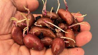 How To grow Almond Potato In  Banana peels(New Techniques)