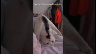 The Cat's Guaranteed Laugh Day