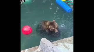 Мансур  Ballgame Bear Mansur moments.