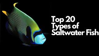 Top 20 Types of Saltwater Fish  (Most Popular Saltwater Fish)