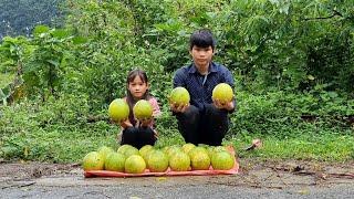 A wandering boy and a poor girl pick grapefruits to sell and design stairs