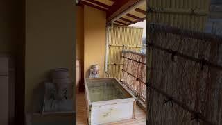 ryokans with private open air baths, part 1  #shorts #japan #japantravel