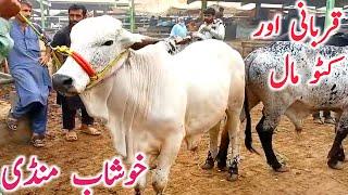 Khushab Cow Mandi | Sahiwal Cholistani Dhni Dajili Bachre Qurbani 2025 || Mandi Star