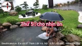 Cách Xử Lý Bể, Hồ Cá Koi Khi Gặp Trời Mưa