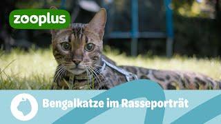 Bengalkatze im Rasseporträt: Entstehung, Charakter & Haltung