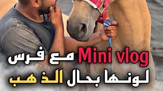 Mini vlog مع فـرس لونها مثل الـذهب … لمن كتشبه 