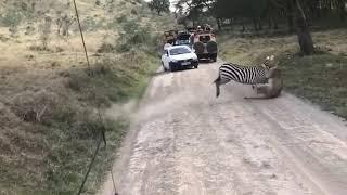 Intense fight between zebra and lioness