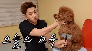 오늘의 교육 - 빗질하기 ep.7