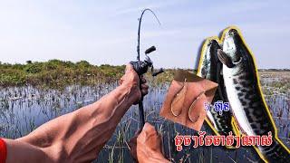 Hunting Babies snakehead fish in the lake| តើត្រីឌៀបវាចូលចិត្តនុយប្រភេទណា?