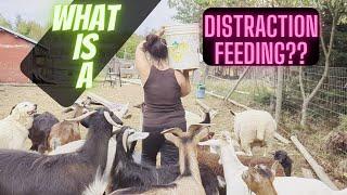 What is a distraction feeding [Find out and watch it in action]