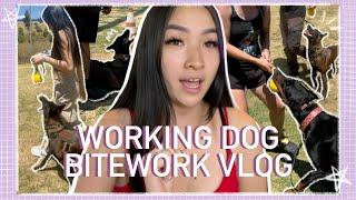 DOBERMAN & BELGIAN MALINOIS BITEWORK VLOG