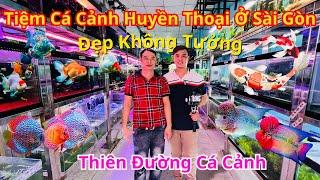 Tiệm Cá Cảnh Huyền Thoại Ở Sài Gòn Đẹp Không Tưởng | Thiên Đường Cá Cảnh | Betta Sales