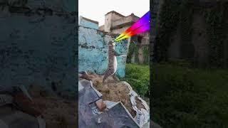 #billi Boli Meow ‍⬛ #bollywood #song cat dance trending #funny #shorts video
