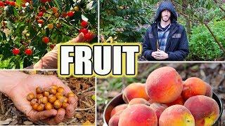 8 Tips For Growing FRUIT TREES! Organic Gardening