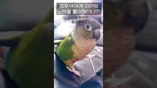 아이브노래를 듣더니 흥을주체하지못하는 앵무새 찐반응!?#리듬감대박#춤신춤왕#말하는앵무새#supernovalove#shorts