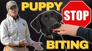 FOOLPROOF Method To Get Your Puppy To Stop Play Biting Every Time!