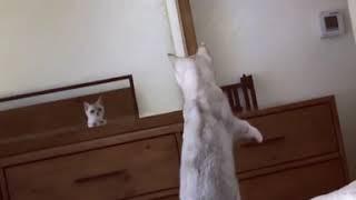 Curious Cat Discovers She Has Ears While Striking Pose in Mirror