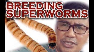 Breeding super worms( Documentary)│Modern method to raising and breeding Super worms