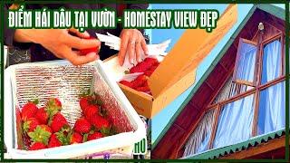 Đà Lạt: Những Điểm Hái Dâu Tại Vườn Uy Tín Chất lượng, Homestay giá rẻ 500K một đêm có đốt lửa trại