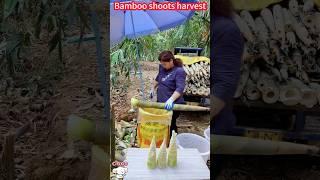 Bamboo shoot harvest tips: a knife section, crisp and tender  not to be missed。 竹筍收穫技巧：一刀一節，脆嫩好吃不容錯過