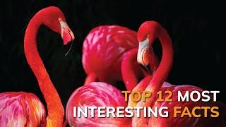 TOP 12 Most Interesting Facts About Flamingos