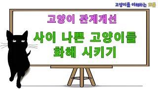 사이 나쁜 고양이들 화해 시키는 여러 방법들 (고양이 관계개선)