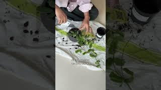 호지의 호야 DIY 키트로 집에서 간편하게 호야를 분갈이해보세요  #호야 #분갈이 #호지 #식집사