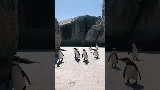 penguin#youtubeshorts #naveed #shots