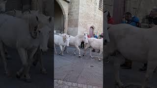 Uprising Camargue