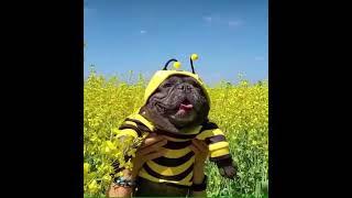 I’m a Beautiful Bee #Beautiful #Bee #Cute