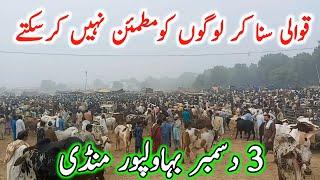 Bhawalpur Cow Mandi Today Fresh Video Update | Cholistani Ablk Nukre Sahiwal Bachre | Cow Mandi 2024