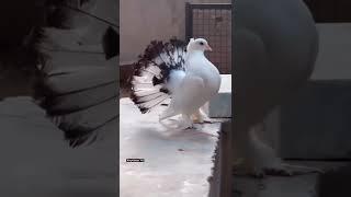 #shortvideo #pigeonlover #petology #youtubeshorts