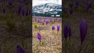 Stunning blanket of flowers  #feelsomething #bezboghut #bulgaria #bulgariatourism #bulgariannature