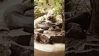 cobra snake#trending #viral #funny #subscribe