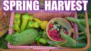 Small Spring Garden Harvest 2023